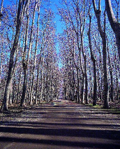 La devesa a l'hivern (Foto: Jordi S. Carrera)