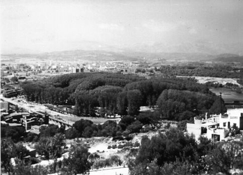 La devesa des de Montjuïc