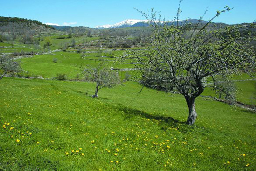 Camps de Músser (Foto: Pere Duran)