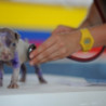 Campdevet Centre Veterinari