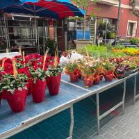 337 FLORS I PLANTES MIQUEL SALLES