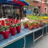 337 FLORS I PLANTES MIQUEL SALLES