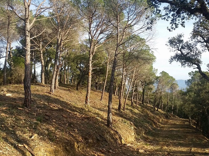 Foto 2 : La Diputació de Girona participa en l'estudi per identificar els boscos més vulnerables al canvi climàtic en el Monts