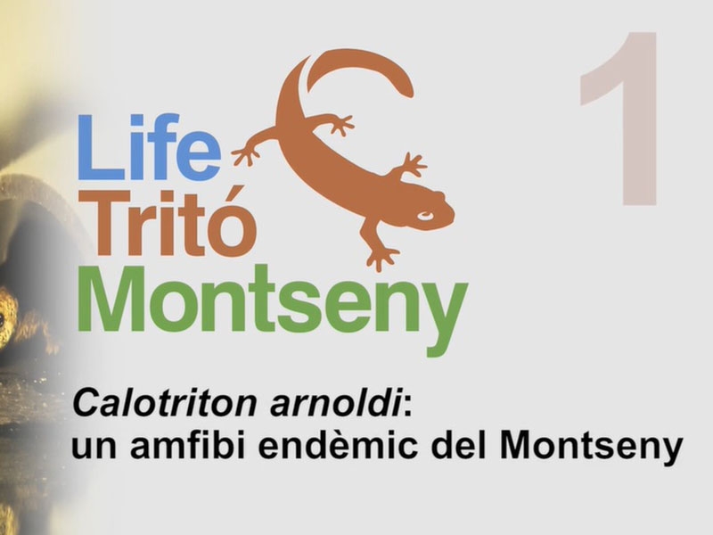 Foto : Vuit microcàpsules en vídeo permetran difondre les accions més rellevants del projecte «Life Tritó Montseny»
