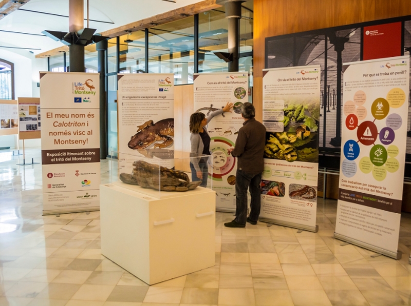 Foto 2: Gairebé 21.000 persones visiten l'exposició "El meu nom és Calotriton i només visc al Montseny", sobre el tr