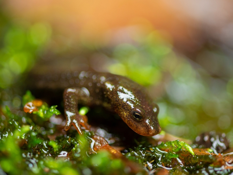 Foto 1: La Diputació de Girona col·labora en la reintroducció de més de 320 tritons del Montseny
