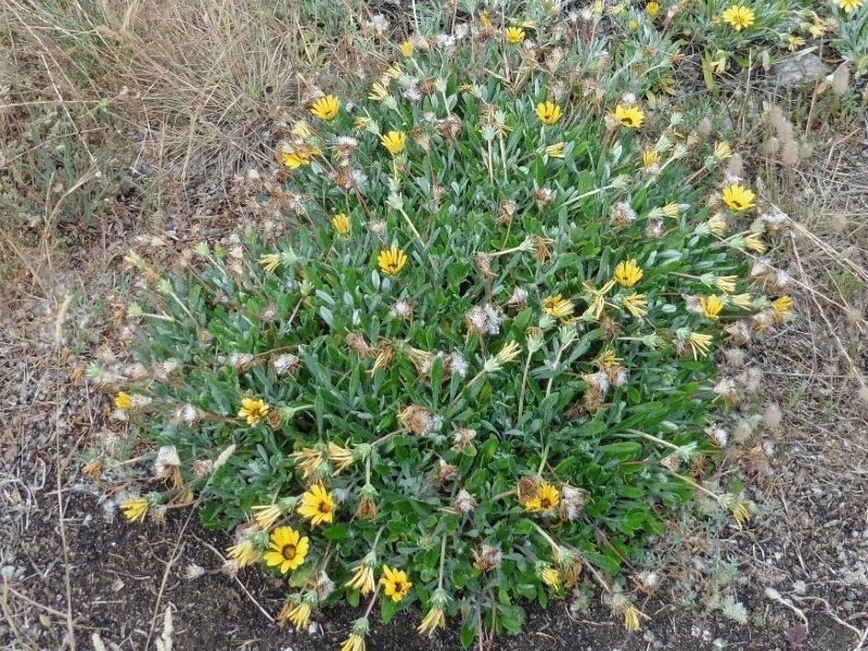 Foto : La Diputació de Girona comença els treballs de control de l'espècie invasora Gazania rigens al Parc Natural