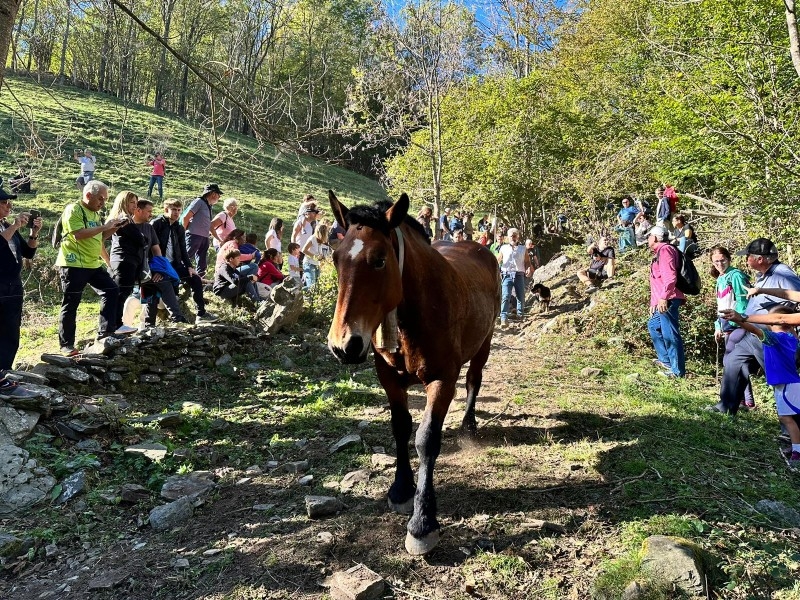 Foto : Fotos: Ajuntament de Molló