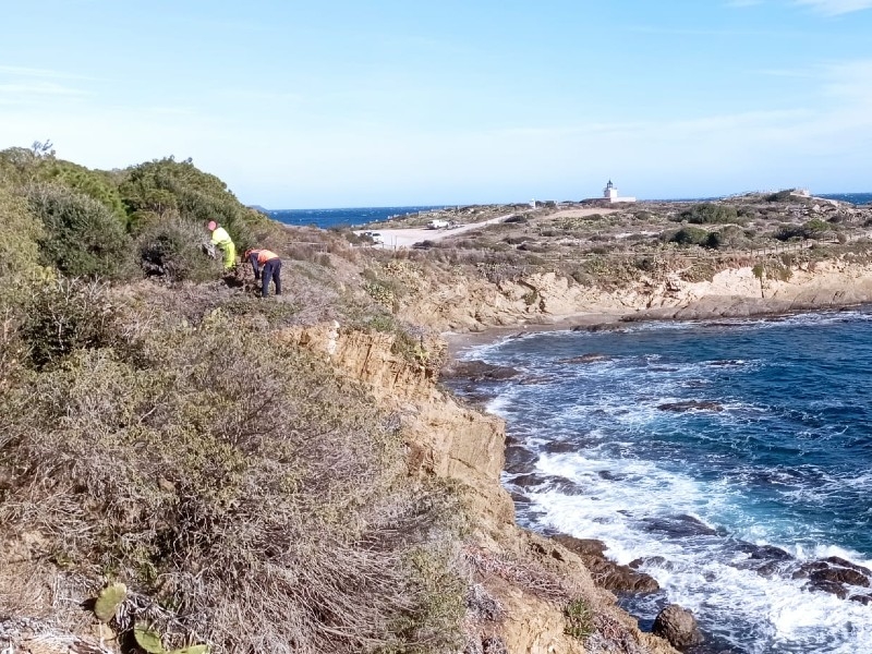 Foto : La Diputació inicia treballs verticals en penya-segats per erradicar l'ungla de gat del Parc Natural de Cap de Creus<