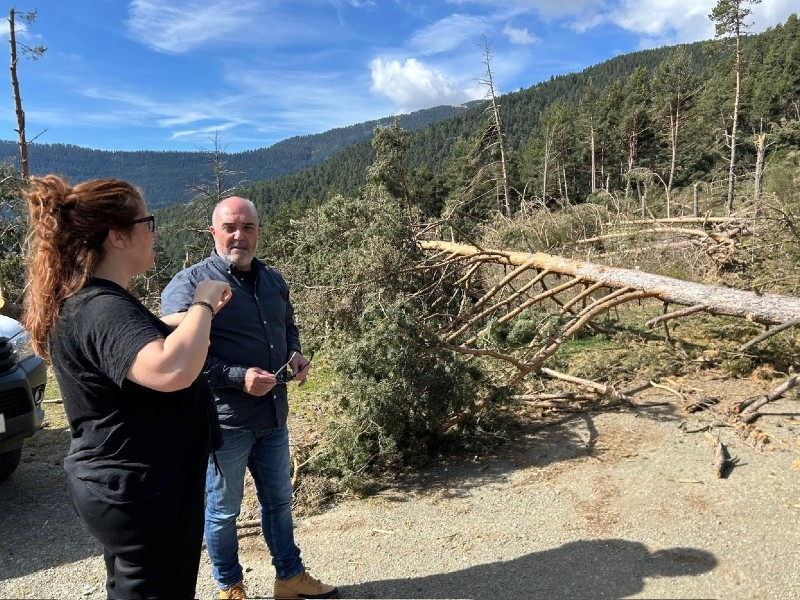 Foto : Visita a Campelles per conèixer l'abast de les destrosses forestals patides arran de les últimes ventades
