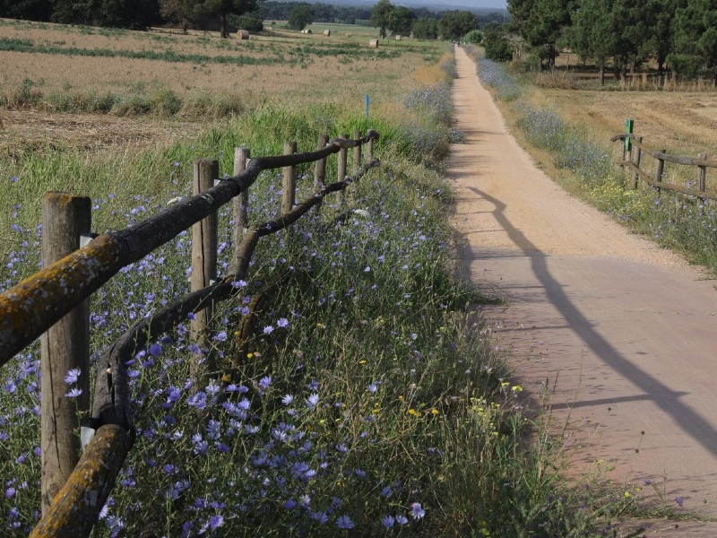 Foto : Les vies verdes de tres comarques gironines acolliran accions d'un projecte per afavorir la connectivitat dels pol·li
